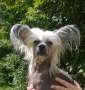 Bryelis Queen Titania Chinese Crested