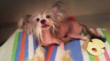 Beauty Of Xlnz Three Rolling Dice Chinese Crested