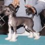 Jewels Storm Trooper Chinese Crested