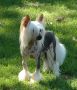 Volshebnaja Loshadka For Little Champs Chinese Crested