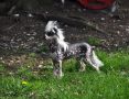 It's me Little Champs Chinese Crested