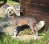 Sugarhills Bethoven Chinese Crested