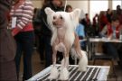 Welldan Bisquit Chinese Crested