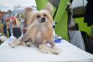 Siberian Love Zillion Kisses Chinese Crested