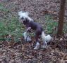 Silver Bluff Rascal in Red Chinese Crested