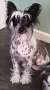Laceylou Dr Watson for Lunacrest Chinese Crested
