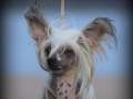 Artic Flyer's Just A Dream Chinese Crested