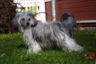 Noon's Second Spring Chinese Crested