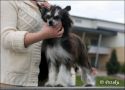 Habiba Truth Or Dare Chinese Crested