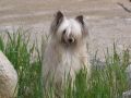 Bayshore Fairway Tapestry Chinese Crested