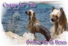 Crazy for You Princes de la Roses Chinese Crested