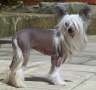 Omegaville Take My Breath Away at Shumllea (Imp Esp) Chinese Crested