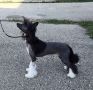 Edelweiss We Got The Funk DOM Chinese Crested