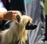 BigWig Willie by Little Jade Chinese Crested