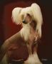 Hi-Life's Perfectly Sirius Chinese Crested