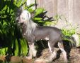 Belachi DancesWthDragons Chinese Crested