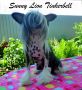 Sunny Lion Tinkerbell Chinese Crested