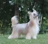 Biscotti Only Salsa Chinese Crested