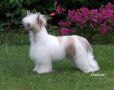 Konishiki Prizzy's Dreamgal At Shulune Chinese Crested