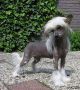 Lolaks Dancing Girl Chinese Crested