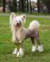 Whispering Lane Heir To The Throne Chinese Crested