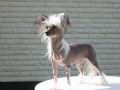 Proud Pony Not Of This Earth Chinese Crested