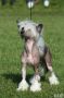 Zorrazo Eat My Dust Chinese Crested