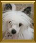 Dream-Catcher Fantasy Island Chinese Crested