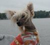 Woodlyn Redhot Chili Pepper Chinese Crested