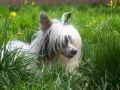 Jot It Down N'co Chinese Crested