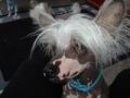 Barbie Dolls Spaceboy Chinese Crested
