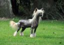 Idylle Little Champs Chinese Crested