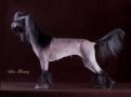 Black Orchid de Fageiro Chinese Crested