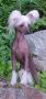 Chars Lady Of Lothlorien Chinese Crested