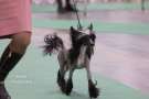 Golden Diamond Cresteds Pacco Proud For Krescendo Chinese Crested