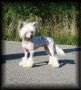 JRF-EverCrest's Ain't She Sweet Chinese Crested