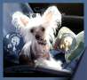Stella Plyus Elf Mini Liss Chinese Crested