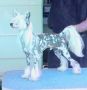 CH Chargi's Excalibur By Jove Chinese Crested