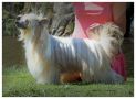 Inya Dreams Eye Candy Chinese Crested