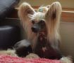 Crest-Vue Turn It Up Chinese Crested