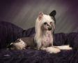 Cristalls Gettin' Tipsy With Stillmeadow DOM Chinese Crested