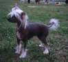Blue Crest's Genesis Chinese Crested