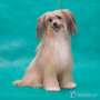 Zholesk Lioness Chinese Crested