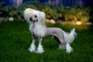 Bi-Lav Plus Show Lover Chinese Crested