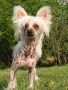 Quendoline of Stonefield Chinese Crested