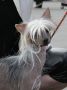 Hanna Chinese Crested