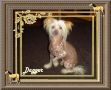 Poppet's Gold Dust Chinese Crested