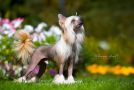 Armagnac Crystal Ice Chinese Crested