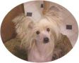 Makara's The Diva Chinese Crested