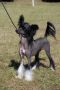 Crestars Frozen In Time HL Chinese Crested